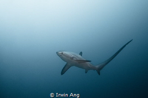 A L O P I I D A E 
Thresher shark (Alopiidae)
Malapascu... by Irwin Ang 